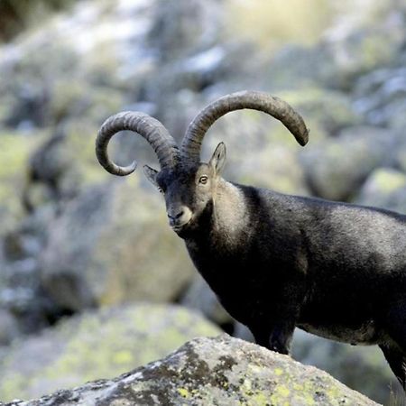 El Desvan De Gredos Navarredonda de Gredos Eksteriør billede